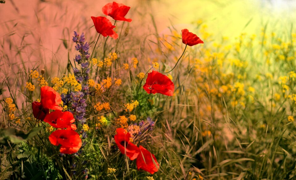 Flowers wild bloom