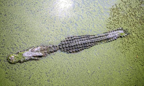 Crocodile grass green photo