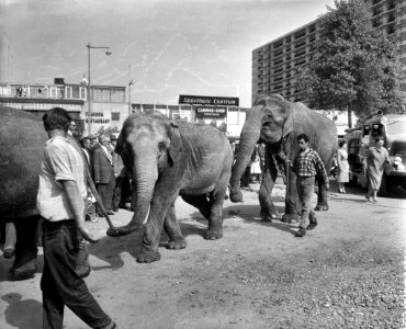 Aankomst circus Krone in Rotterdam, Bestanddeelnr 910-3975
