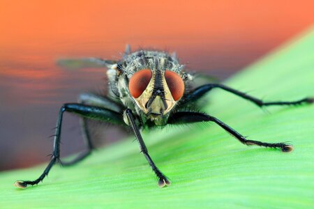 Compound eyes insect close up
