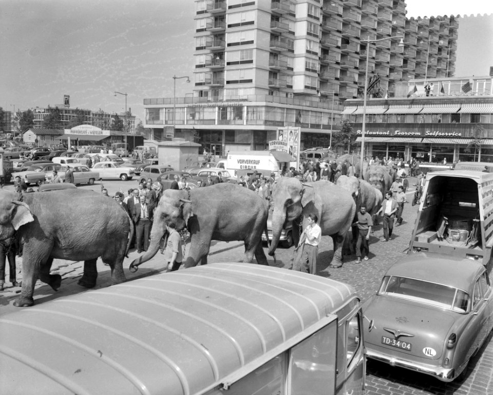 Aankomst circus Krone in Rotterdam, Bestanddeelnr 910-3976