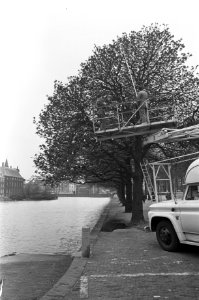Aanbrengen versiering (oranjeballen) op de Lange Vijverberg te Den Haag, Bestanddeelnr 920-2234