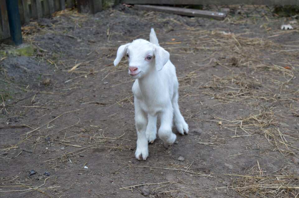 Kid young animal white