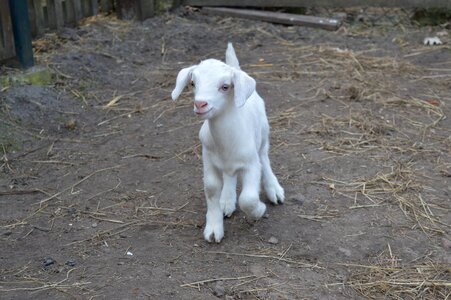 Kid young animal white