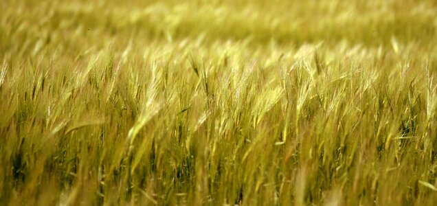 Barley grain plain