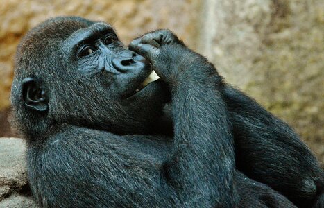 Zoo animal wild animal