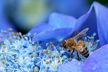 Insect nectar flower photo