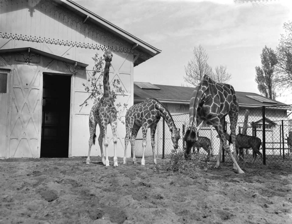 Aangekochte giraffen uit Duisburg en Antwerpen voor het eerst buiten in Artis, Bestanddeelnr 910-3255