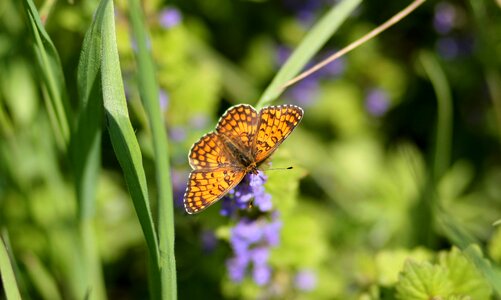 Insecta wings nature