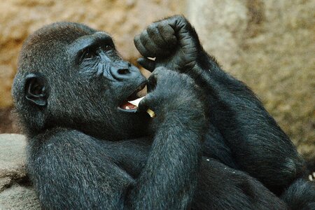 Zoo animal wild animal