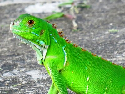 Lizard colorful gray color photo