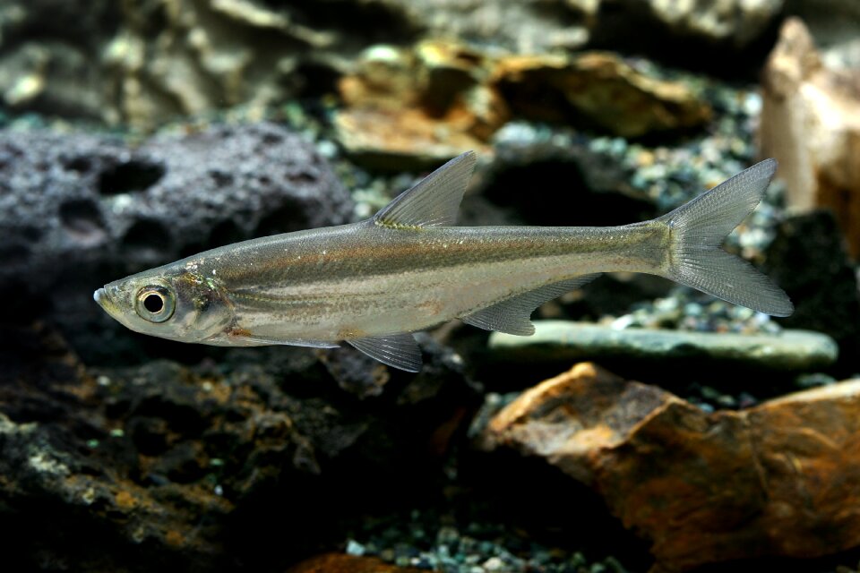Strong value freshwater fish fishes