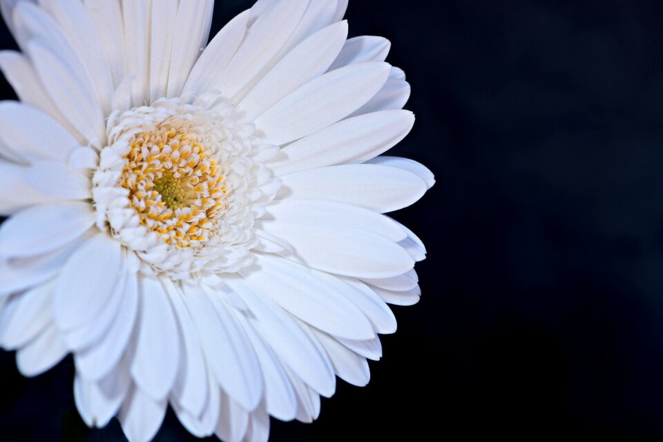 Bloom petals white