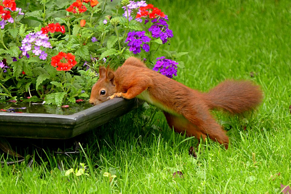 Drink garden food