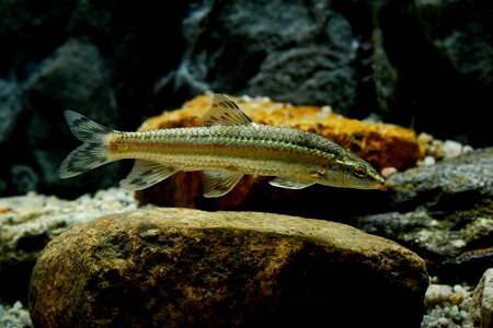 Shri freshwater fish fishes photo