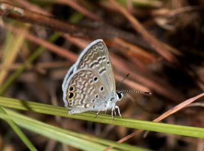 Flying insect winged insect bug photo