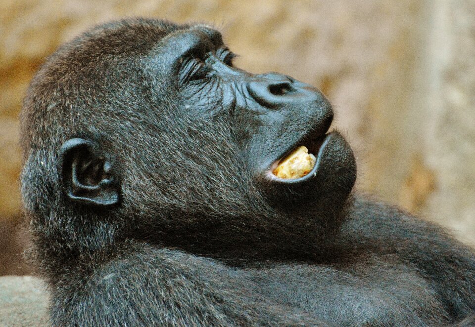 Zoo animal wild animal