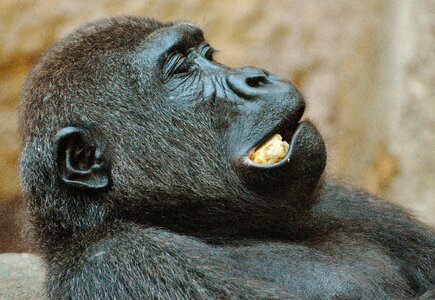 Zoo animal wild animal