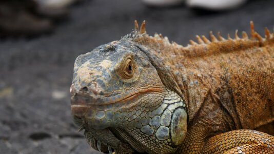 Reptile animal zoo