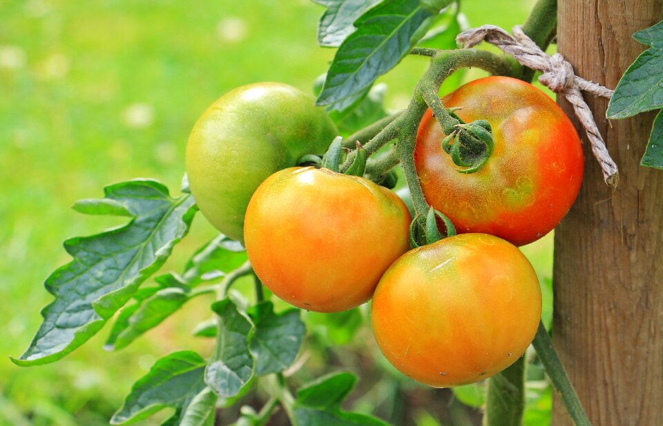 Food crop garden food
