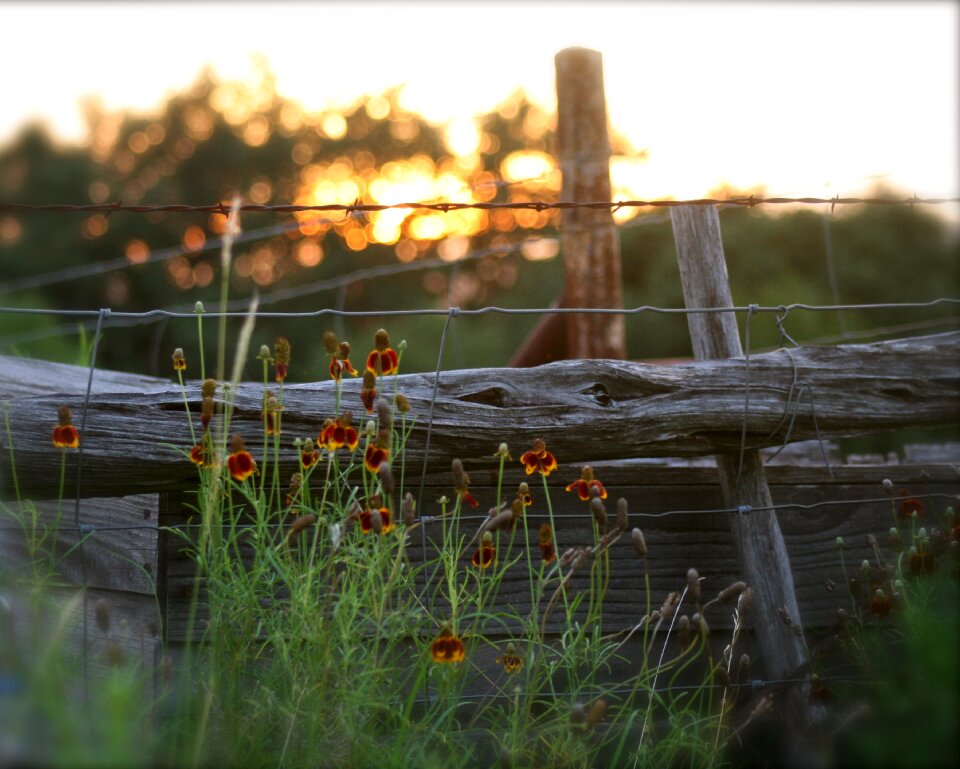 Summer sunset gate old gate