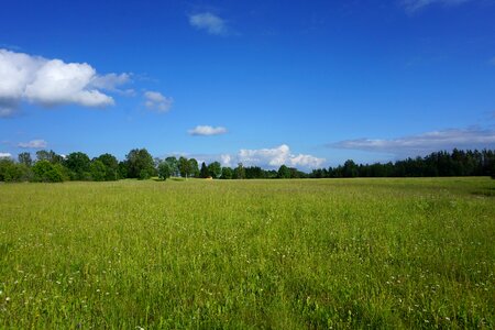Nature meadow sun