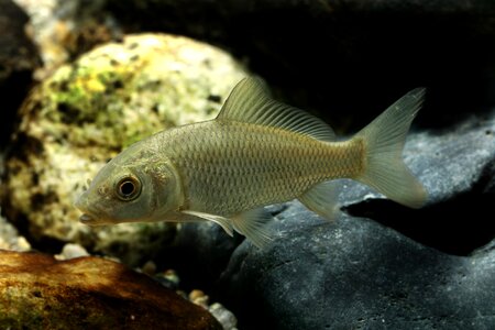 Carp freshwater fish fishes photo