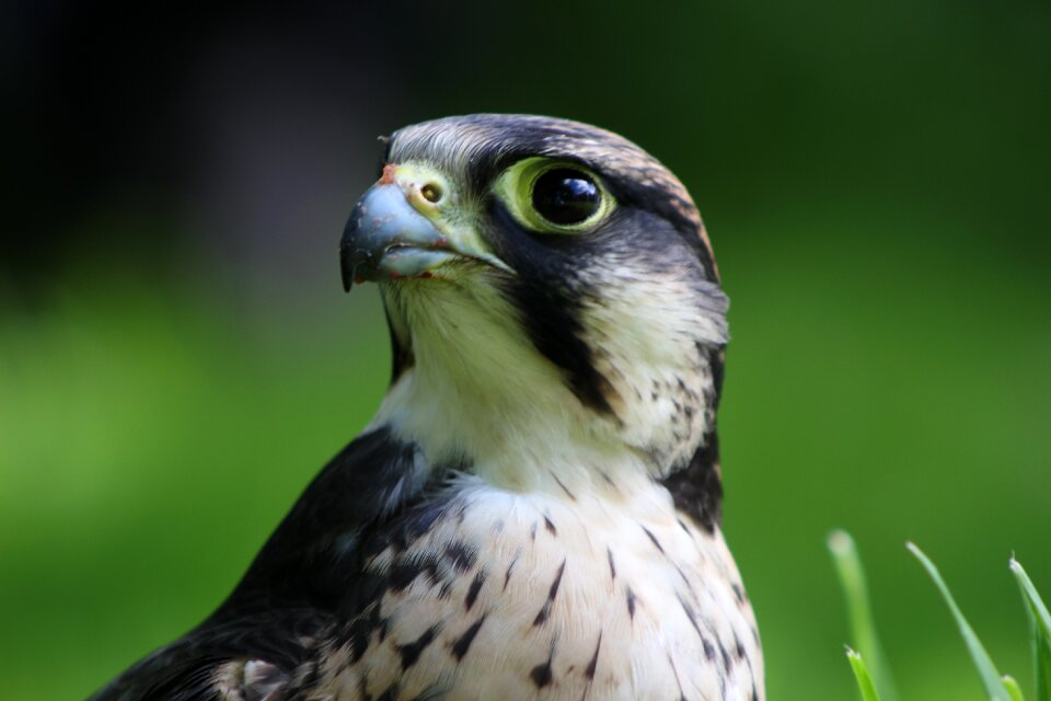 Predator raptor prey