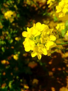 A yellow rapeseed flower in blossom at the foot of Mount Langya in Hebei