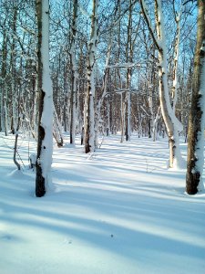 A winter forest in the North-West of Sakhalin. 9