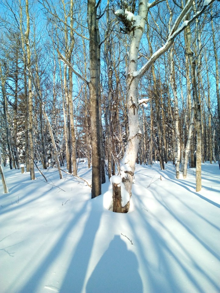 A winter forest in the North-West of Sakhalin. 10