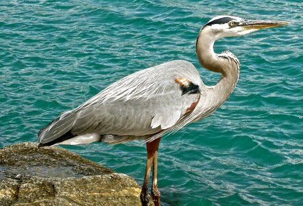 Bird nature ocean