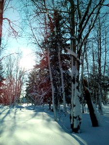 A winter forest in the North-West of Sakhalin. 8