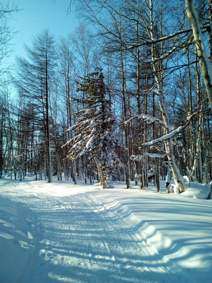 A winter forest in the North-West of Sakhalin. 3