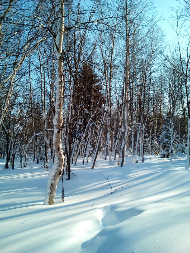 A winter forest in the North-West of Sakhalin. 6