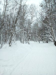 A winter forest in the North-West of Sakhalin. 2