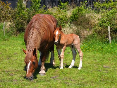 Prairie pre horse