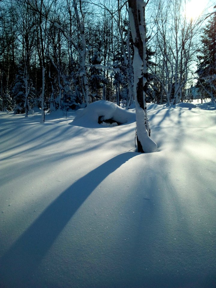 A winter forest in the North-West of Sakhalin. 4