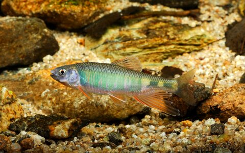 Pyramid freshwater fish fishes