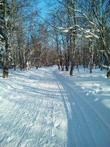 A winter forest in the North-West of Sakhalin. 5 photo