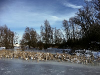 A winter riverscape (Bemmelse Waard, Gelderse Poort)