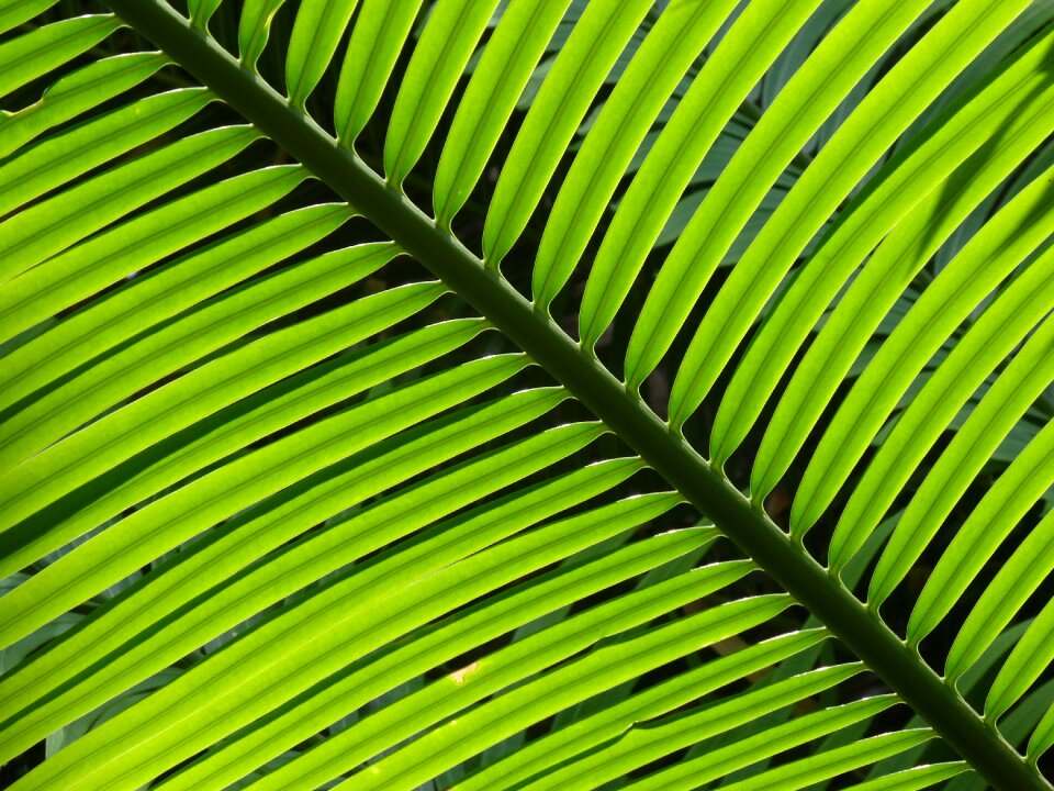 Green palm leaves wallpaper