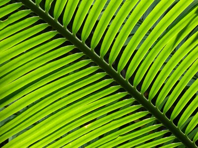 Green palm leaves wallpaper