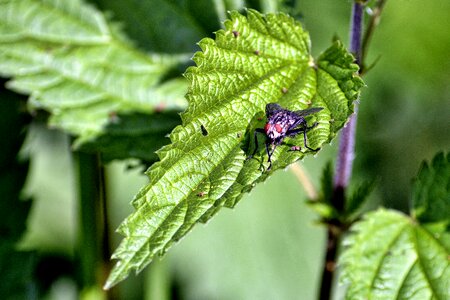 Insect insect photo plant