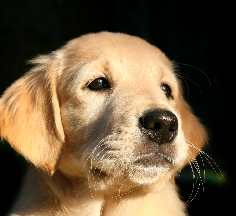 Dog head black background young