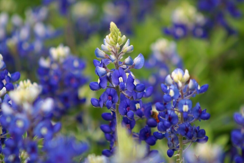 Texas bluebonnets spring spring bluebonnets