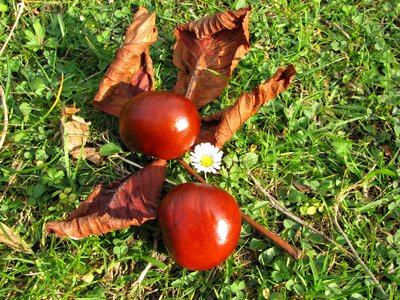 Nature chestnut autumn