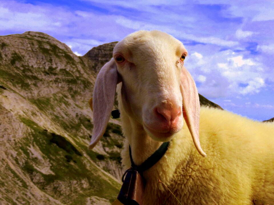 Clouds animal sheep
