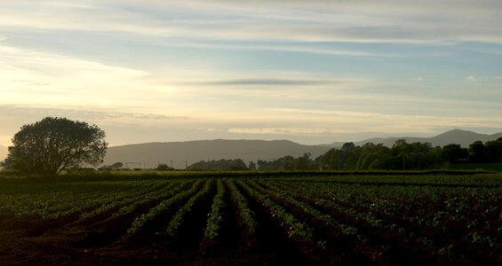 Agriculture landscape dusk