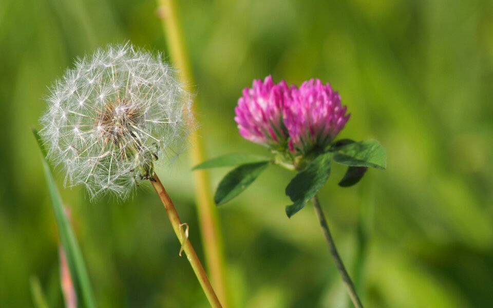 Dandelion flower macro